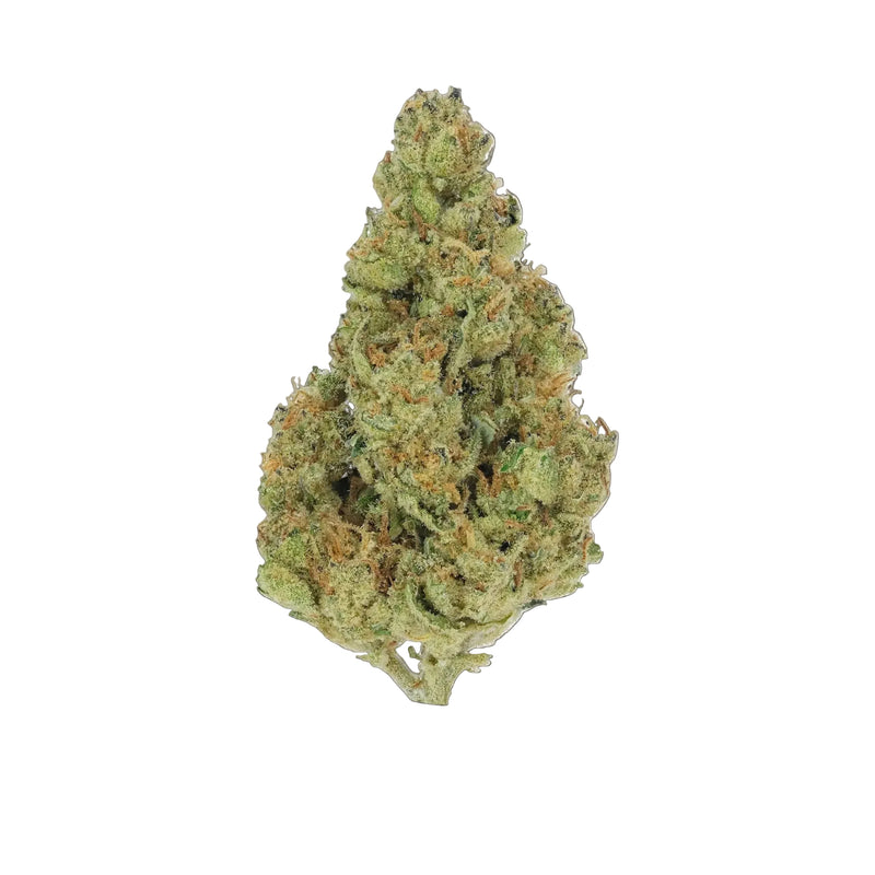Key Lime Pie - Premium Flower