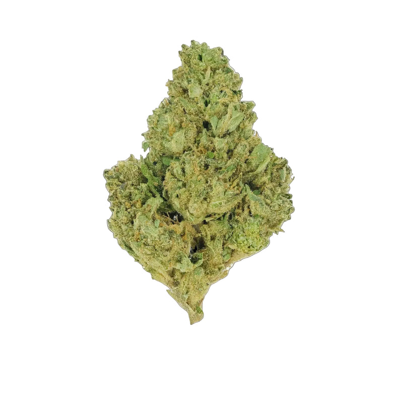 Mimosa - Premium Flower