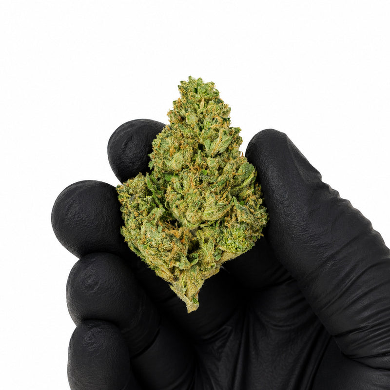 Mimosa - Premium Flower