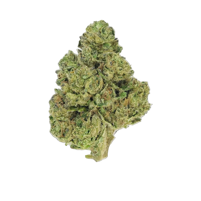 White Truffle - Premium Flower