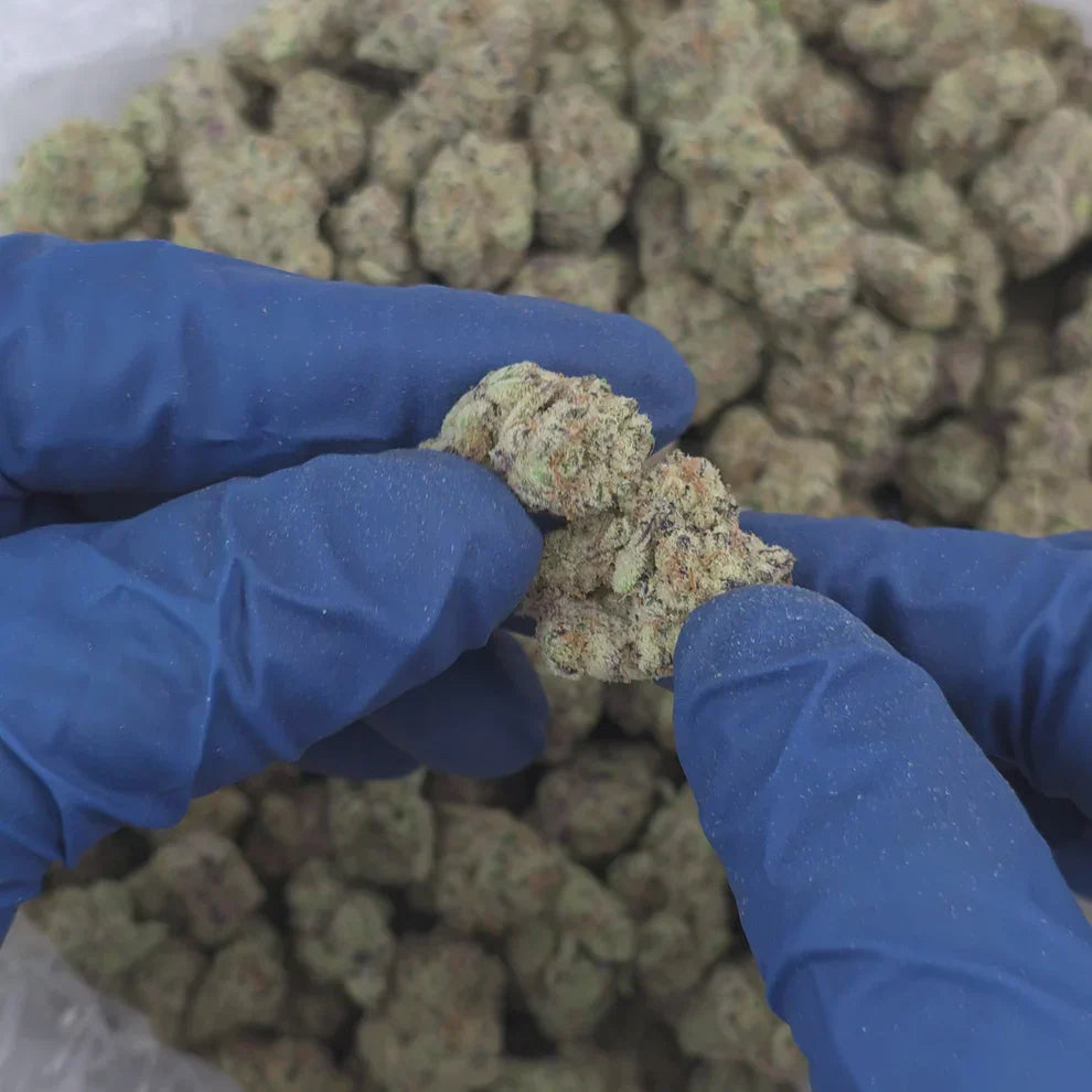 Top shelf THCA flower being held by someone with their hands on blue gloves.