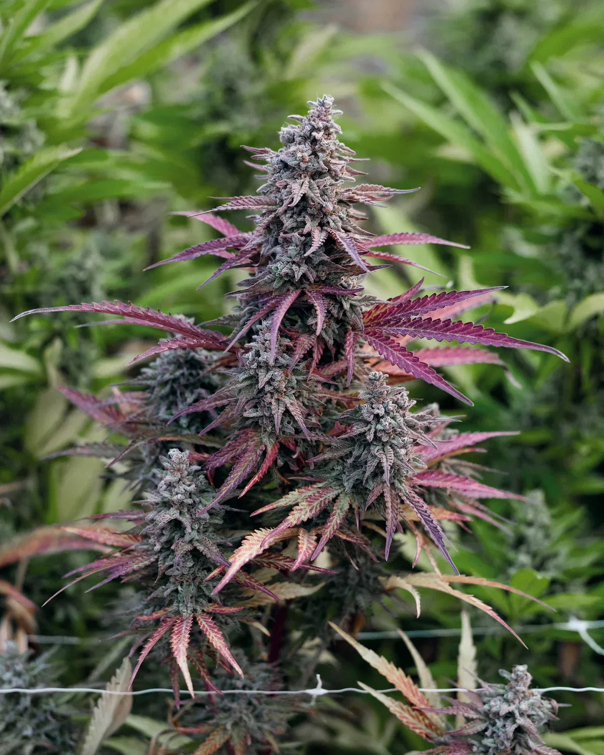 Image showing what type of quality you should look for when you are trying to buy indoor THCa flower