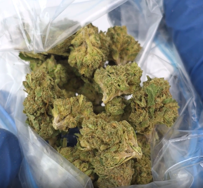 Image showing B buds inside a plastic packet being held by someone with medical gloves.