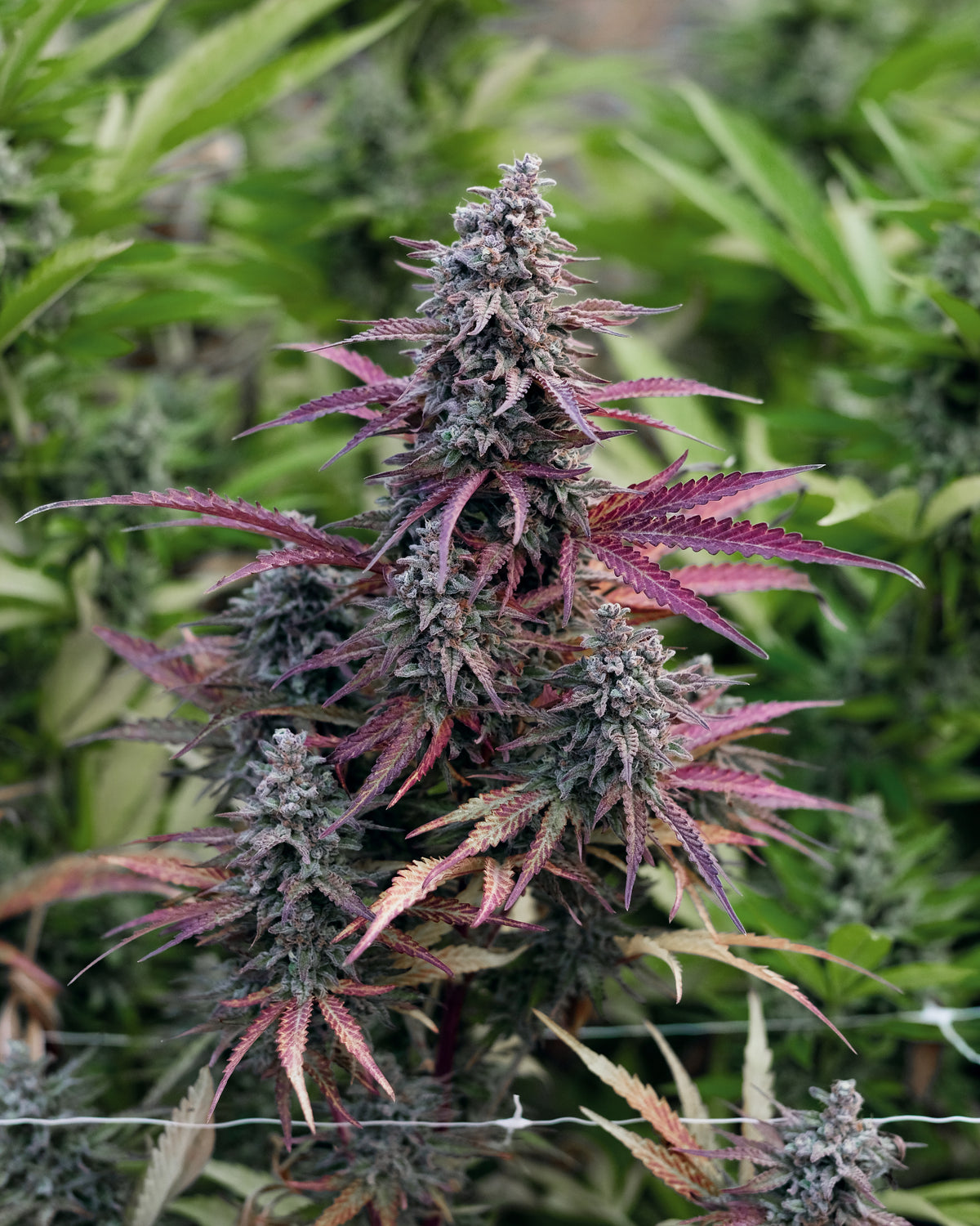 Crafted for Flavor & Potency