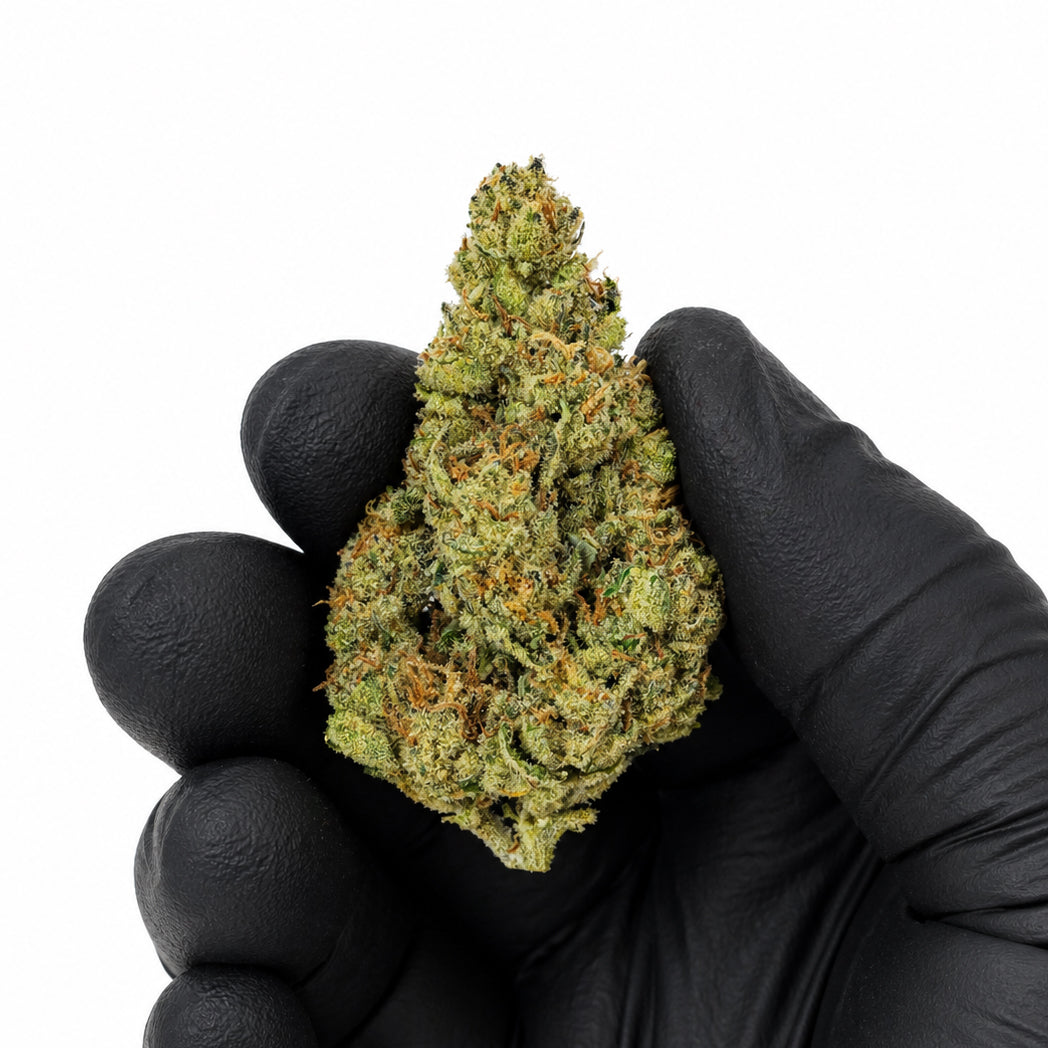 Key Lime Pie - Premium Flower