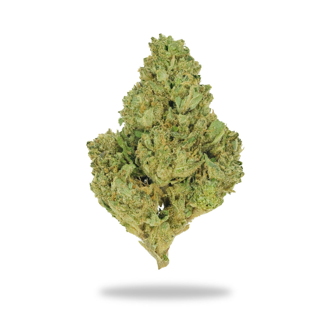 Mimosa - Premium Flower