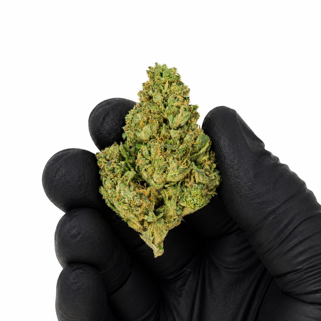 Mimosa - Premium Flower