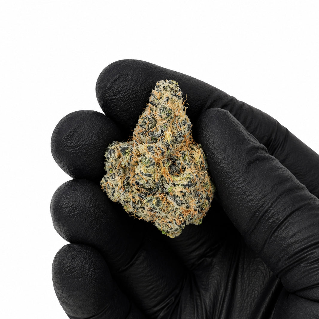 Permanently Tropical - Top Shelf Indoor