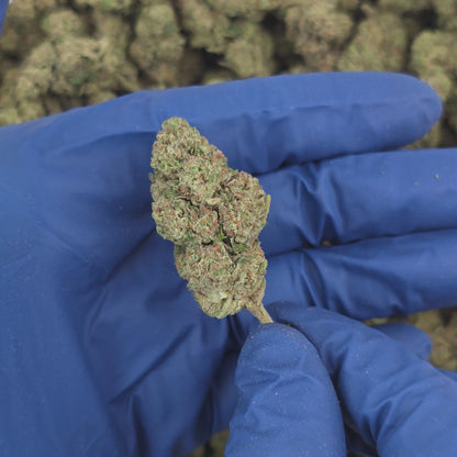 Azul Runtz - Premium Flower