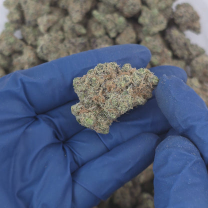 Permanently Tropical - Top Shelf Indoor