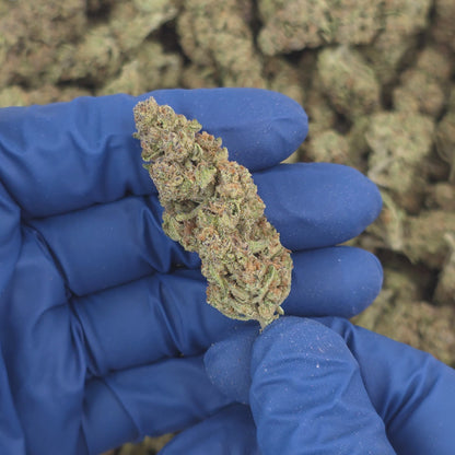 Key Lime Pie - Premium Flower