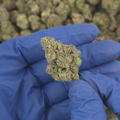 Mimosa - Premium Flower