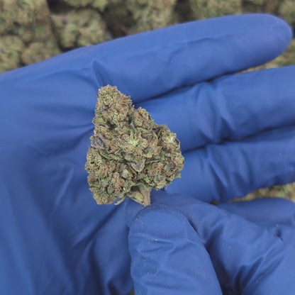 Lemon Cherry Gelato - Premium Flower