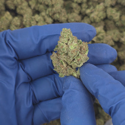 White Truffle - Premium Flower