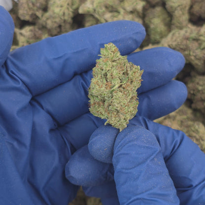 Moonbow - Premium Flower